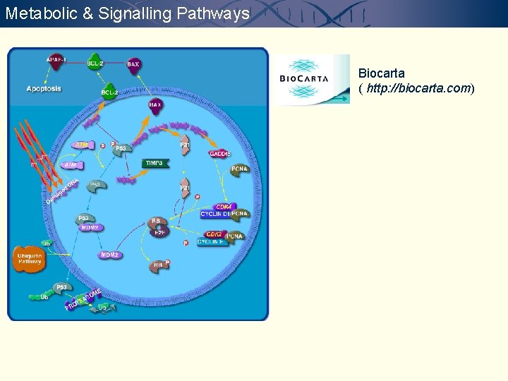 Metabolic & Signalling Pathways Biocarta ( http: //biocarta. com) 