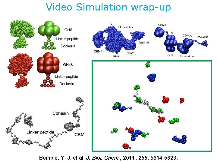 Video Simulation wrap-up Bomble, Y. J. et al. J. Biol. Chem. , 2011, 286,