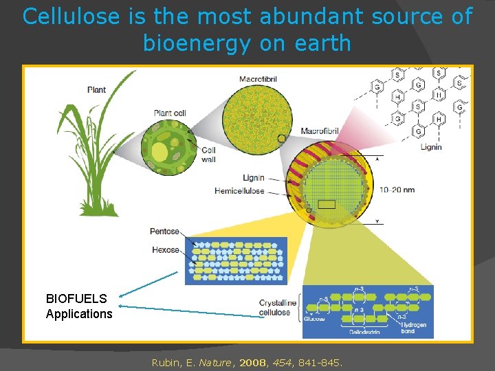 Cellulose is the most abundant source of bioenergy on earth BIOFUELS Applications Rubin, E.