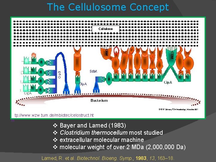 The Cellulosome Concept http: //www. wzw. tum. de/mbiotec/celostruct. ht m v Bayer and Lamed