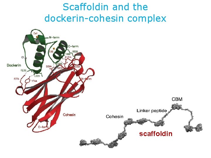 Scaffoldin and the dockerin-cohesin complex scaffoldin 