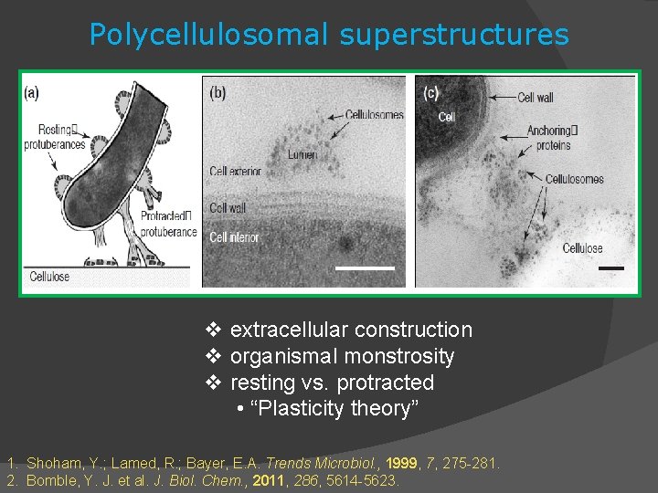Polycellulosomal superstructures v extracellular construction v organismal monstrosity v resting vs. protracted • “Plasticity