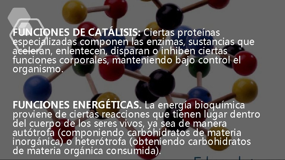 FUNCIONES DE CATÁLISIS: Ciertas proteínas especializadas componen las enzimas, sustancias que aceleran, enlentecen, disparan
