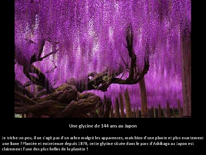 Une glycine de 144 ans au Japon Je triche un peu, il ne s'agit