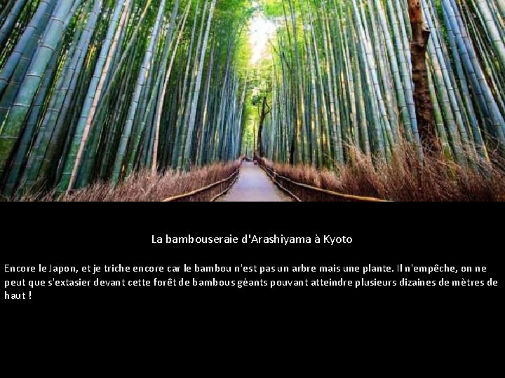 La bambouseraie d'Arashiyama à Kyoto Encore le Japon, et je triche encore car le