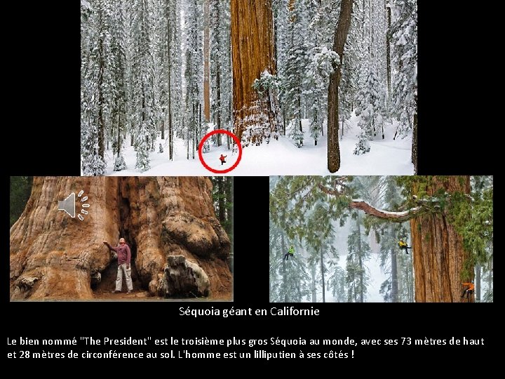 Séquoia géant en Californie Le bien nommé "The President" est le troisième plus gros