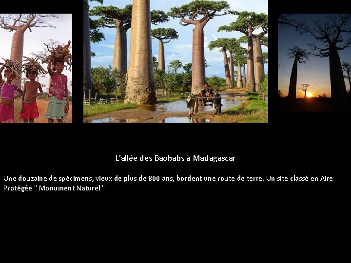 L'allée des Baobabs à Madagascar Une douzaine de spécimens, vieux de plus de 800