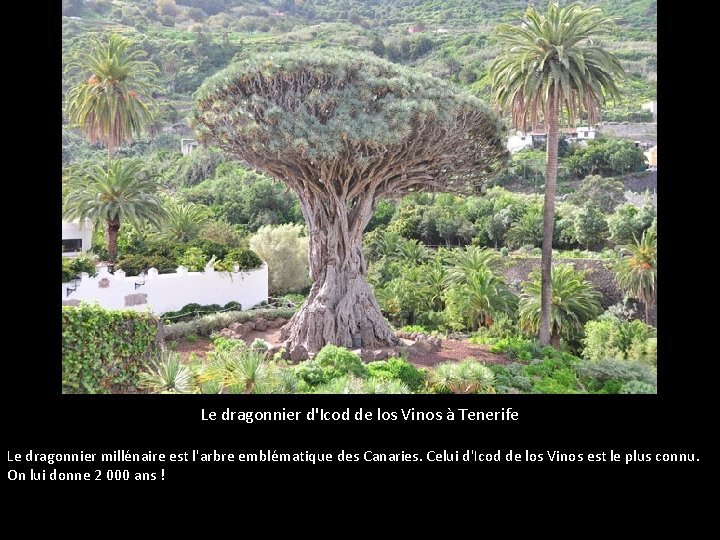 Le dragonnier d'Icod de los Vinos à Tenerife Le dragonnier millénaire est l'arbre emblématique