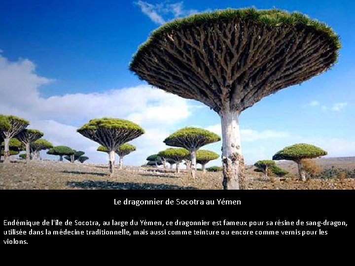 Le dragonnier de Socotra au Yémen Endémique de l'île de Socotra, au large du