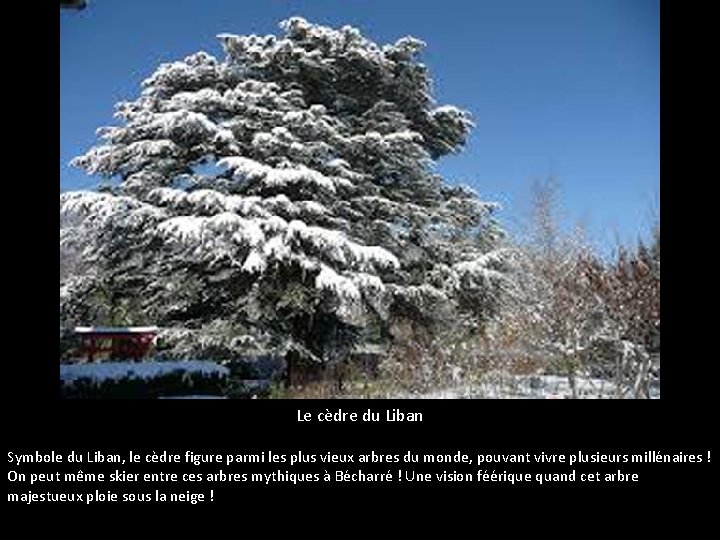 Le cèdre du Liban Symbole du Liban, le cèdre figure parmi les plus vieux