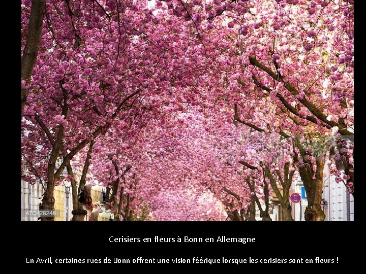 Cerisiers en fleurs à Bonn en Allemagne En Avril, certaines rues de Bonn offrent