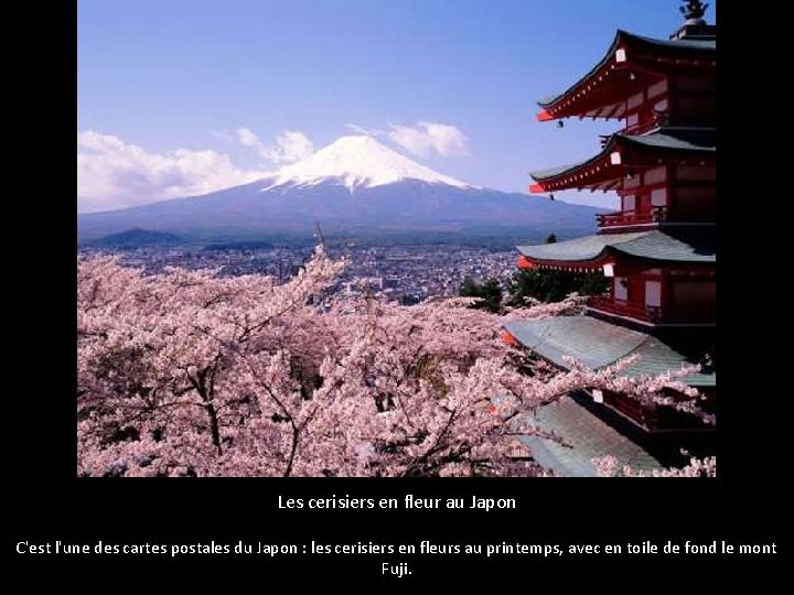 Les cerisiers en fleur au Japon C'est l'une des cartes postales du Japon :