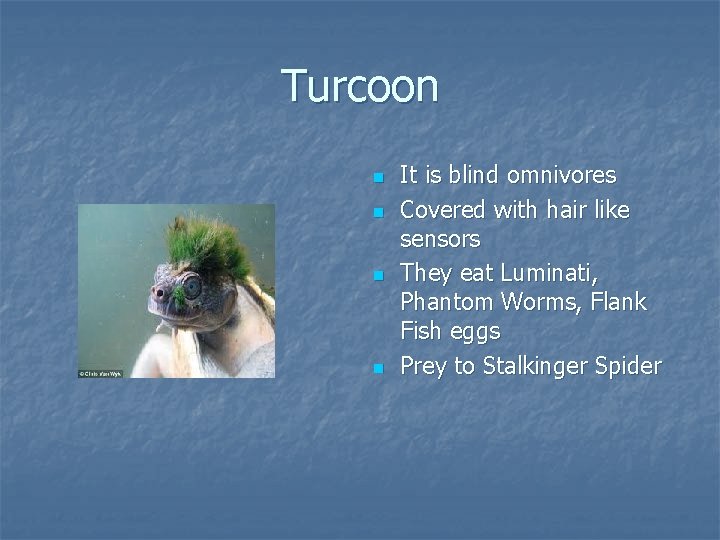 Turcoon n n It is blind omnivores Covered with hair like sensors They eat