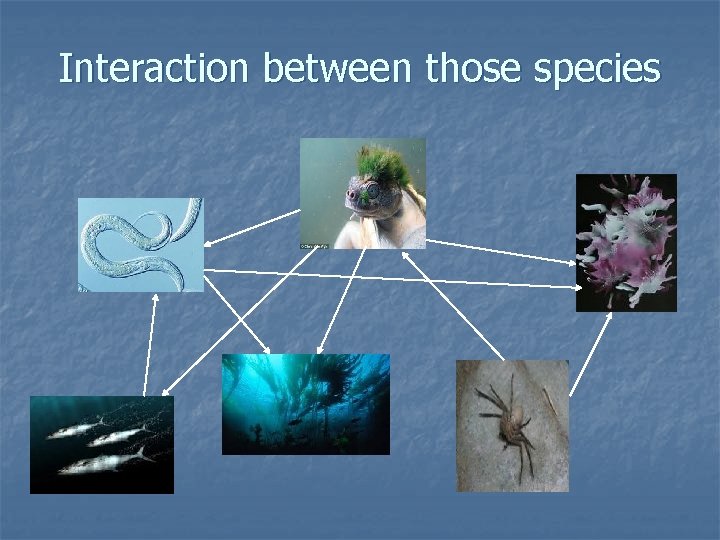 Interaction between those species 