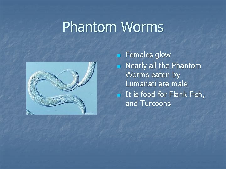 Phantom Worms n n n Females glow Nearly all the Phantom Worms eaten by