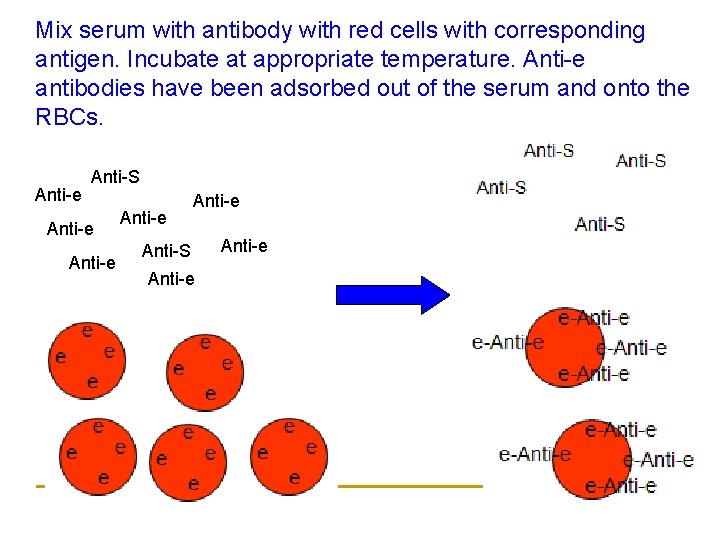 Mix serum with antibody with red cells with corresponding antigen. Incubate at appropriate temperature.