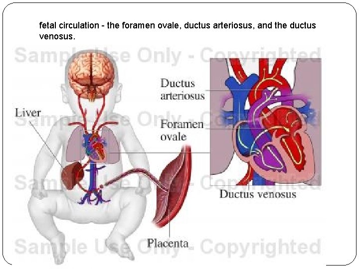 fetal circulation - the foramen ovale, ductus arteriosus, and the ductus venosus. 