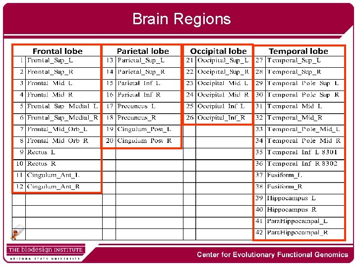 Brain Regions 
