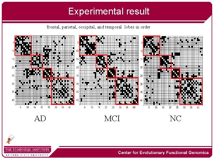 Experimental result frontal, parietal, occipital, and temporal lobes in order AD MCI NC 