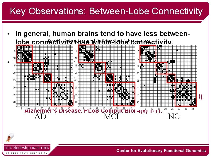 Key Observations: Between-Lobe Connectivity • In general, human brains tend to have less betweenfrontal,