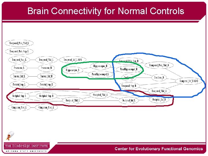 Brain Connectivity for Normal Controls 
