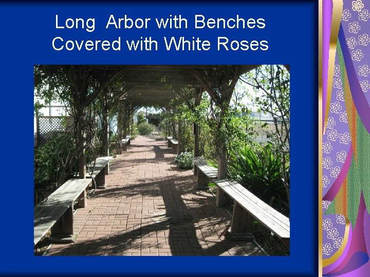 Long Arbor with Benches Covered with White Roses 