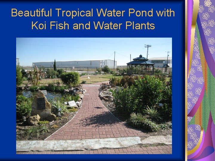 Beautiful Tropical Water Pond with Koi Fish and Water Plants 