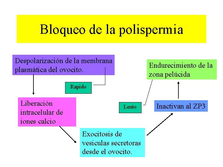 Bloqueo de la polispermia Despolarización de la membrana plasmática del ovocito. Endurecimiento de la