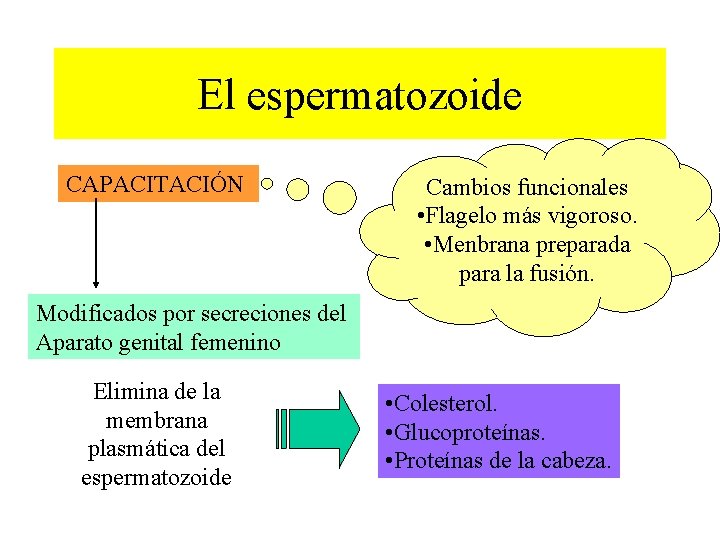 El espermatozoide CAPACITACIÓN Cambios funcionales • Flagelo más vigoroso. • Menbrana preparada para la