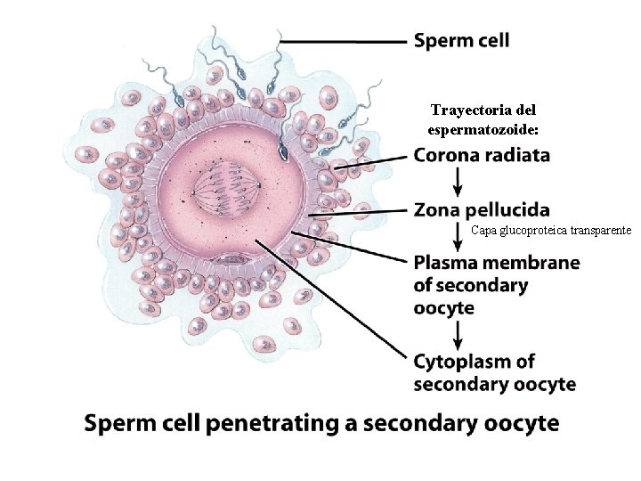 Trayectoria del espermatozoide: Capa glucoproteica transparente 