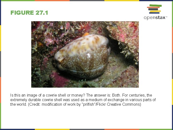 FIGURE 27. 1 Is this an image of a cowrie shell or money? The