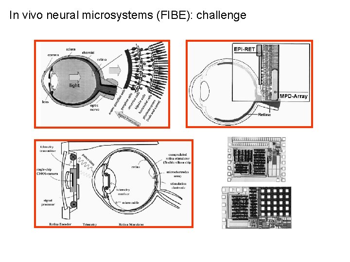 In vivo neural microsystems (FIBE): challenge 