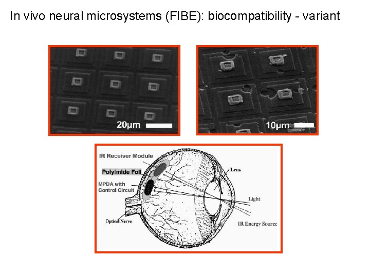 In vivo neural microsystems (FIBE): biocompatibility - variant 