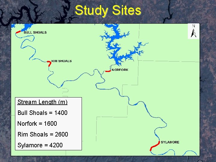 Study Sites Stream Length (m) Bull Shoals = 1400 Norfork = 1600 Rim Shoals