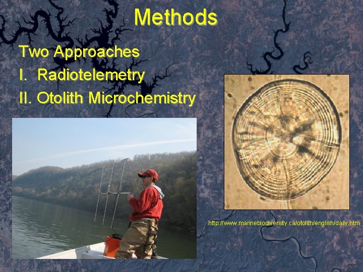Methods Two Approaches I. Radiotelemetry II. Otolith Microchemistry http: //www. marinebiodiversity. ca/otolith/english/daily. htm 
