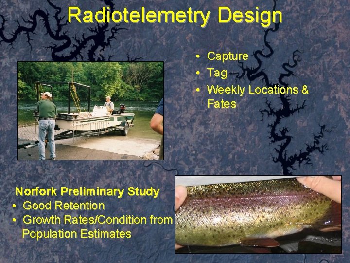 Radiotelemetry Design • Capture • Tag • Weekly Locations & Fates Norfork Preliminary Study