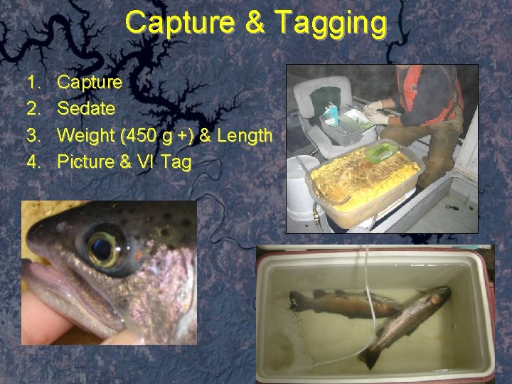 Capture & Tagging 1. 2. 3. 4. Capture Sedate Weight (450 g +) &