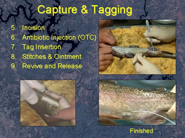 Capture & Tagging 5. 6. 7. 8. 9. Incision Antibiotic Injection (OTC) Tag Insertion