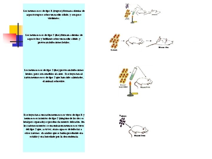 Los neumococos de tipo R (rugoso) forman colonias de aspecto rugoso sobre un medio