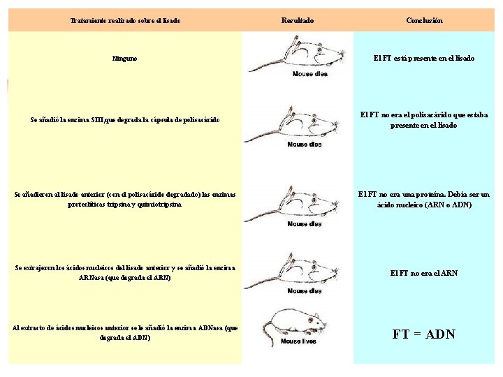 Tratamiento realizado sobre el lisado Resultado Conclusión Ninguno El FT está presente en el