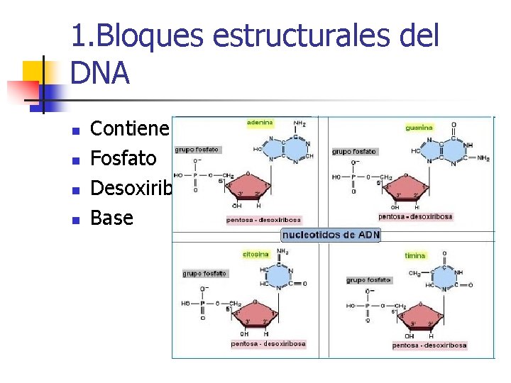 1. Bloques estructurales del DNA n n Contienen tres tipos de componentes: Fosfato Desoxiribosa