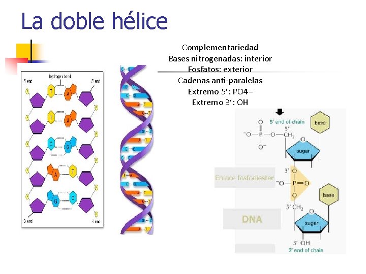 La doble hélice Complementariedad Bases nitrogenadas: interior Fosfatos: exterior Cadenas anti-paralelas Extremo 5’: PO