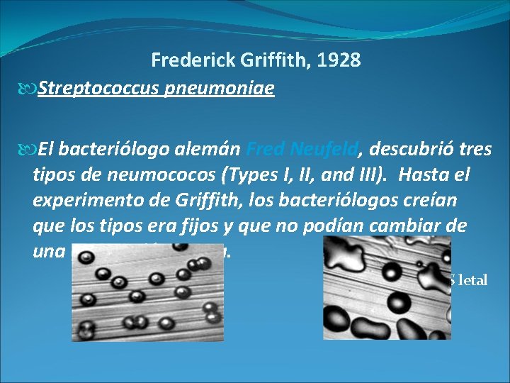 Frederick Griffith, 1928 Streptococcus pneumoniae El bacteriólogo alemán Fred Neufeld, descubrió tres tipos de
