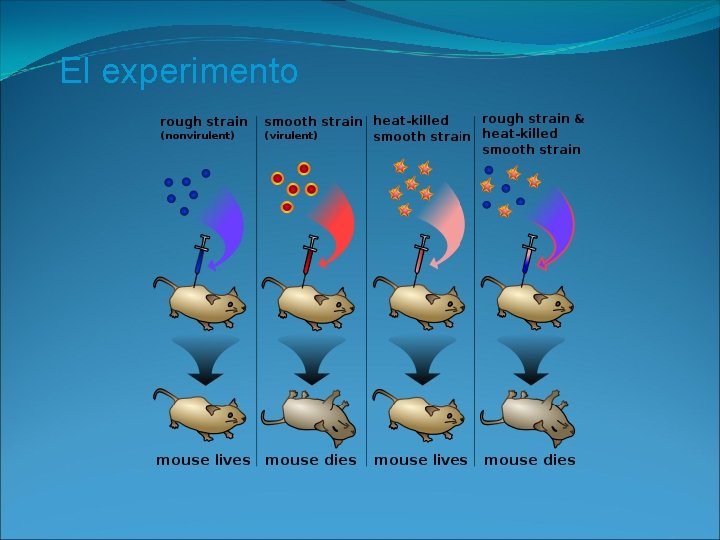 El experimento 