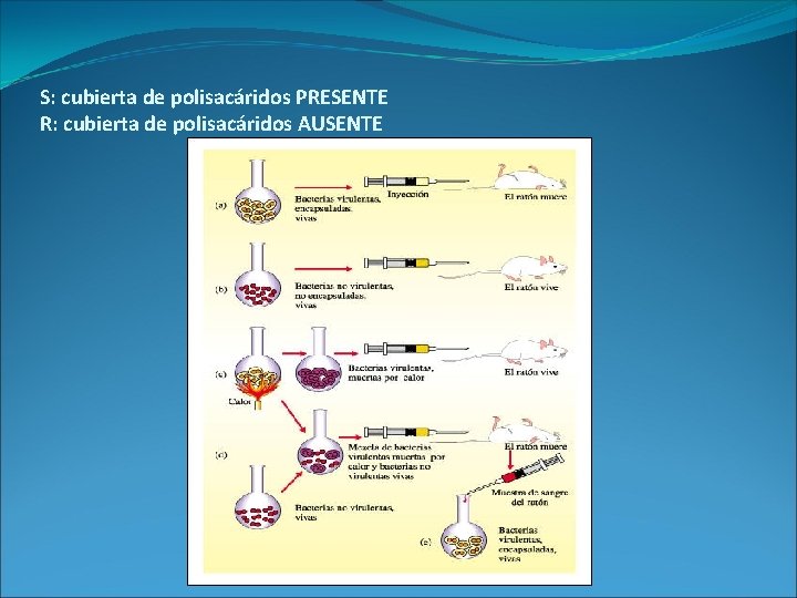 S: cubierta de polisacáridos PRESENTE R: cubierta de polisacáridos AUSENTE 
