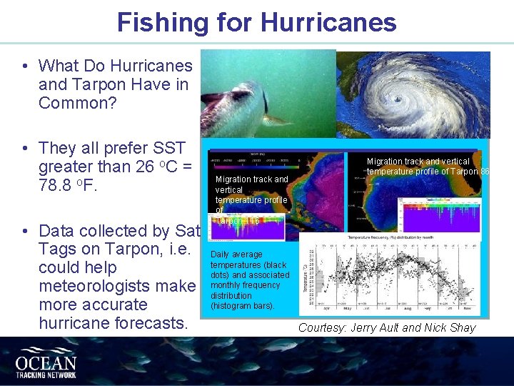 Fishing for Hurricanes • What Do Hurricanes and Tarpon Have in Common? • They