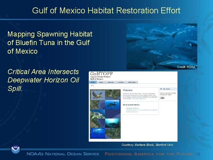 Gulf of Mexico Habitat Restoration Effort Mapping Spawning Habitat of Bluefin Tuna in the
