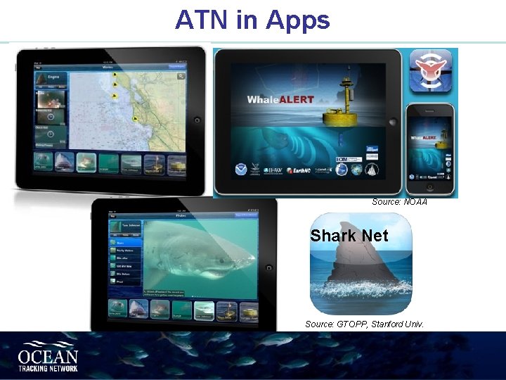 ATN in Apps Source: NOAA Shark Net Source: GTOPP, Stanford Univ. 