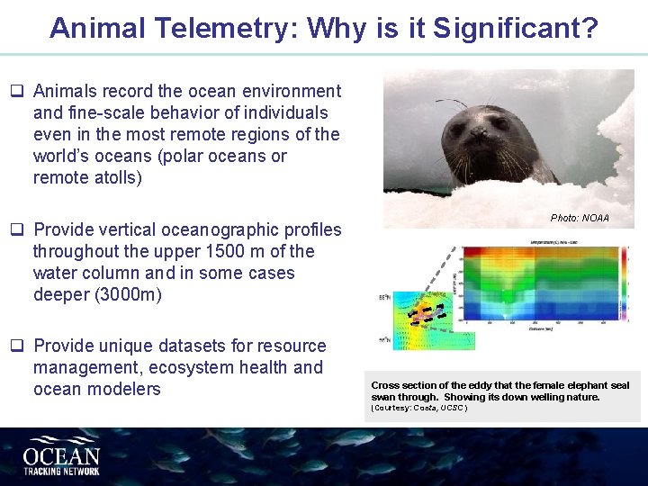 Animal Telemetry: Why is it Significant? q Animals record the ocean environment and fine-scale