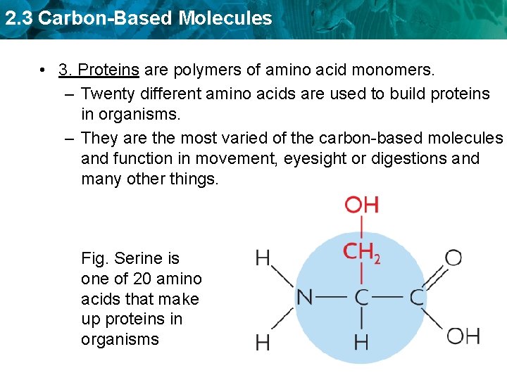 2. 3 Carbon-Based Molecules • 3. Proteins are polymers of amino acid monomers. –